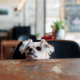 Image for article titled NYC restaurant’s dog menu includes $26 salmon for “dieting” canines